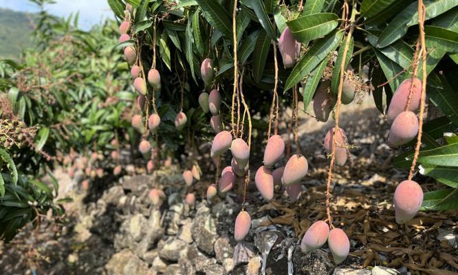广西芒果何时成熟上市？上市时间表是什么？