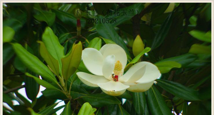 广玉兰通常在哪个季节开花？开花时间是多久？