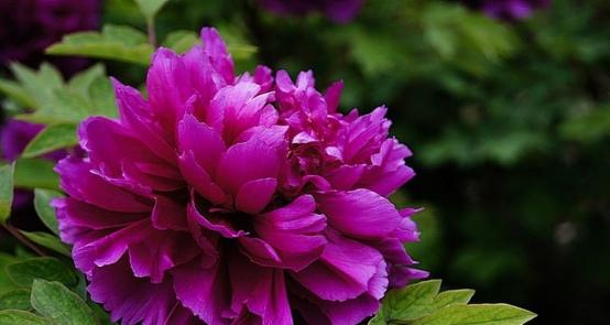 牡丹花的花语是什么？牡丹寓意有哪些常见问题解答？