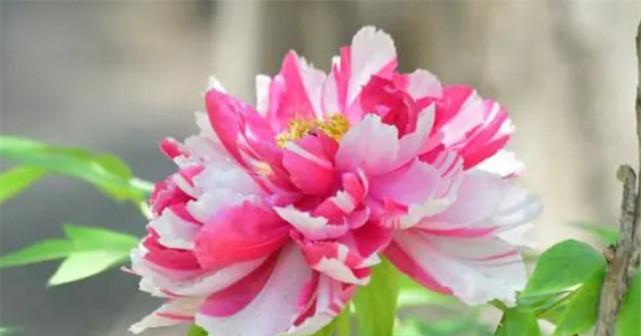 牡丹花的花语是什么？如何解读牡丹的象征意义？