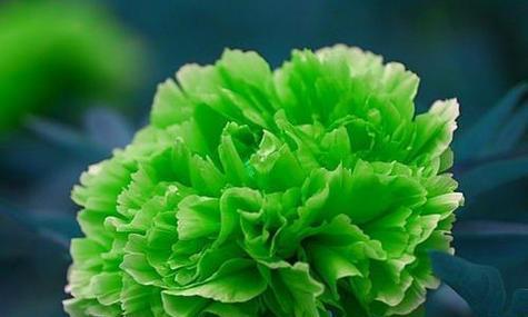 牡丹花的花语是什么？如何解读牡丹的象征意义？