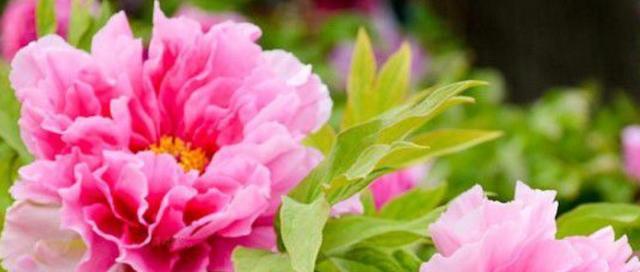 牡丹花的花语是什么？如何解读牡丹的象征意义？