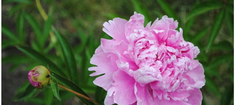 牡丹花语象征与寓意是什么？如何理解牡丹的花语？
