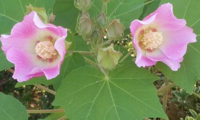 木芙蓉花语是什么？木芙蓉传说有哪些？