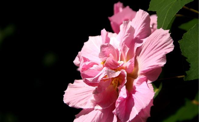 木芙蓉花语是什么？木芙蓉传说有哪些？