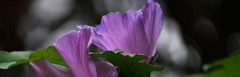 木槿花语代表什么？木槿的寓意有哪些常见问题解答？