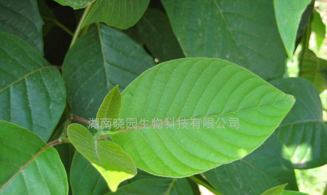 广州盛产什么农作物？广州特色农产品有哪些？