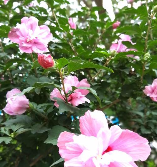 木槿花象征着什么？木槿花的寓意有哪些常见问题解答？
