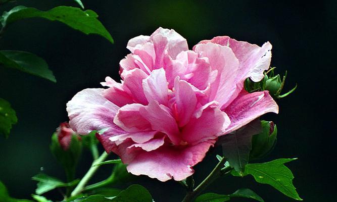 木槿花象征着什么？木槿花的寓意有哪些常见问题解答？