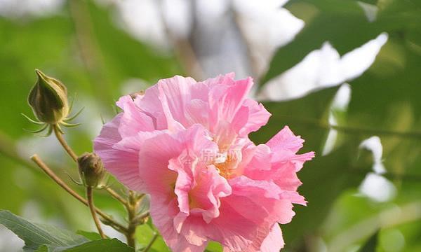 木槿花象征着什么？木槿花的寓意有哪些常见问题解答？