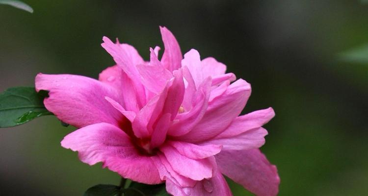 木槿花的花语是什么？木槿花寓意着什么含义？
