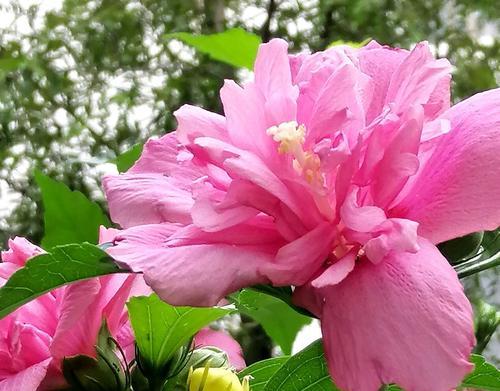 木槿花的花语是什么？木槿花代表了哪些意义？