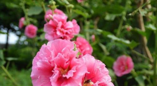 木槿花花语是什么意思？如何理解木槿花的象征意义？