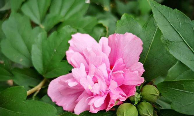 木槿花的象征意义是什么？木槿花代表了哪些情感？