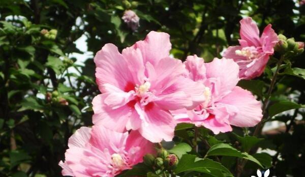 木槿花的象征意义是什么？木槿花代表了哪些情感？