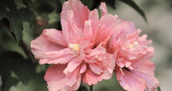 木槿花语是什么意思？如何理解木槿花的象征意义？