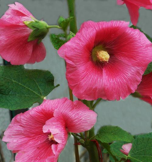 木槿花的寓意是什么？木槿花象征着什么含义？