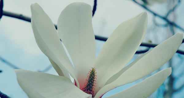 木兰花的花语与寓意是什么？如何正确解读木兰花的象征意义？