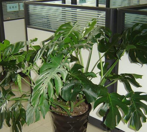 龟背竹室内室外养护对比？如何选择最佳放置地点？