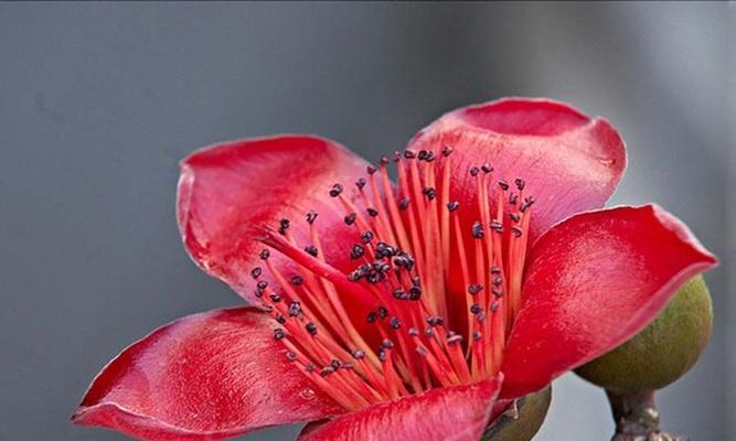 木棉花的花语是什么意思？如何解读木棉花的象征意义？