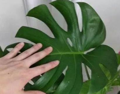 换盆后的龟背竹需要浇水吗？多久浇一次合适？