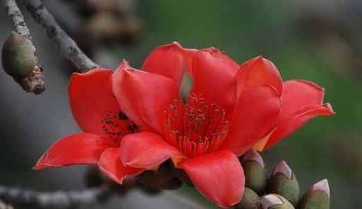 木棉花的寓意是什么意思？木棉花象征着什么？