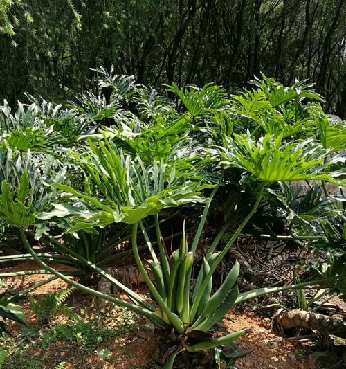 龟背竹会开花吗？开花后的样子是怎样的？