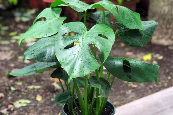 龟背竹浇水频率如何随季节变化？春夏秋冬浇水指南？