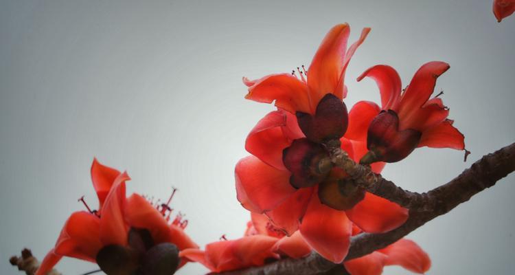 木棉花的花语是什么？适合送给哪些人？