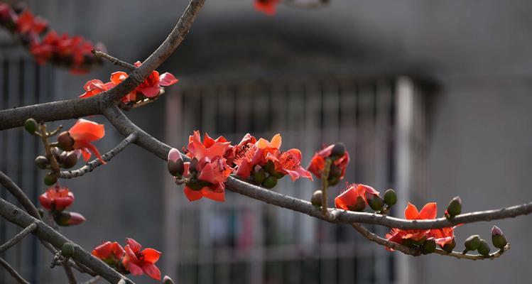 木棉花开象征着什么？木棉花的花语有哪些含义？