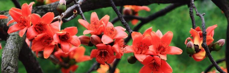 木棉花开象征着什么？木棉花的花语有哪些含义？