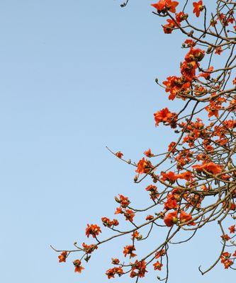 木棉花开象征着什么？木棉花的花语有哪些含义？