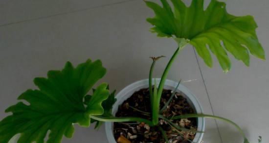 龟背竹如何浇水才能长得更旺盛？