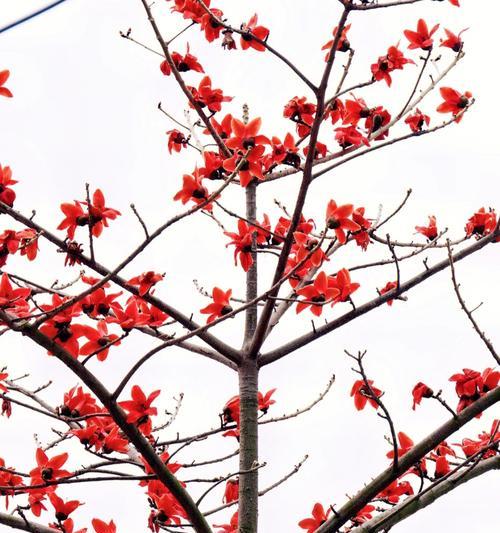 木棉树的寓意象征是什么意思？木棉树象征着什么？