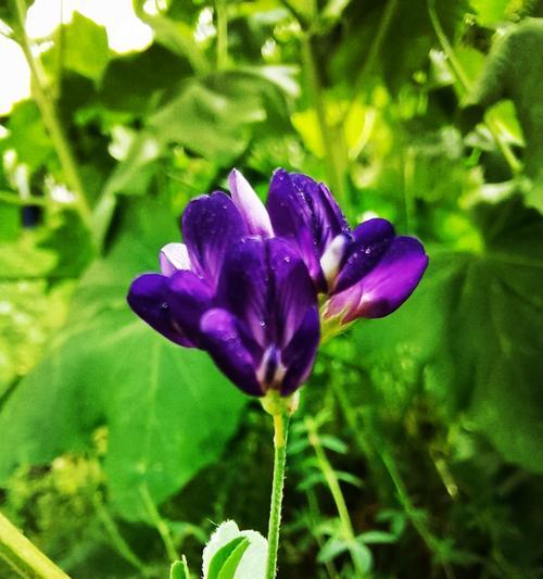 苜蓿花的花语是什么？如何用它表达爱意？