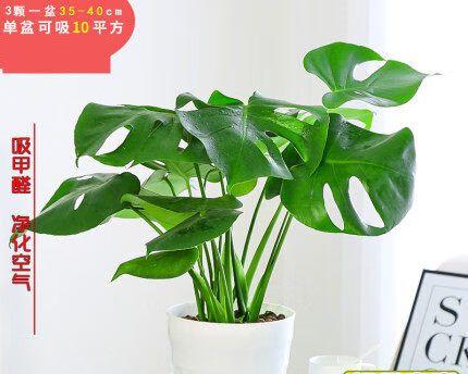 龟背竹净化空气效果如何？它真的能吸甲醛吗？