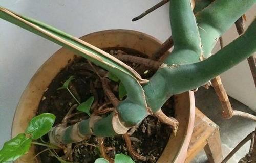 龟背竹老桩如何催芽？催芽技术与步骤是什么？