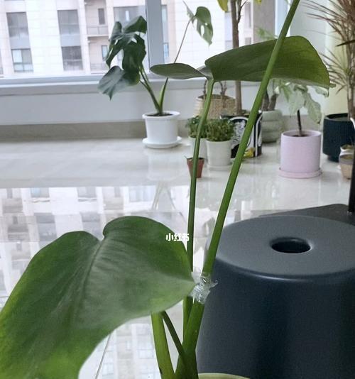 龟背竹老桩如何催芽？催芽技术与步骤是什么？