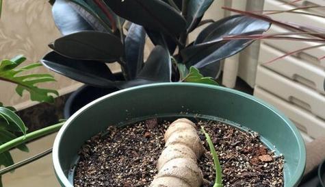 龟背竹老桩如何催芽？催芽技术与步骤是什么？