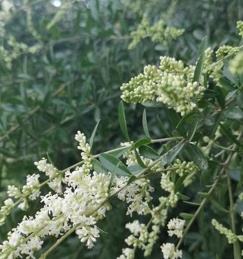 女贞花的花语是什么？了解女贞花的象征意义和用途？