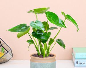 龟背竹真的能吸收甲醛吗？如何正确养护以提高净化效果？