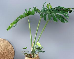 龟背竹真的能吸收甲醛吗？如何正确养护以提高净化效果？