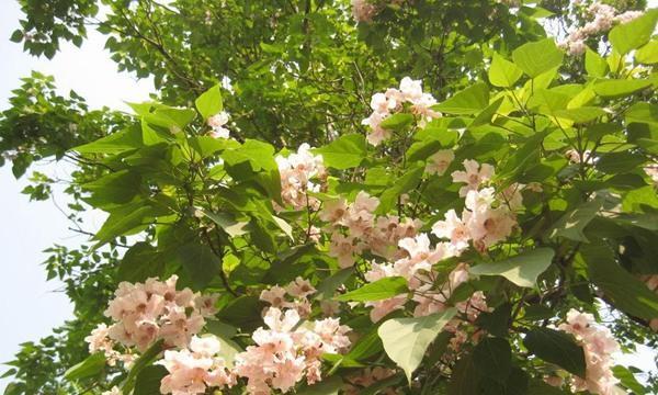 泡桐花的花语和寓意是什么？泡桐花象征着什么含义？