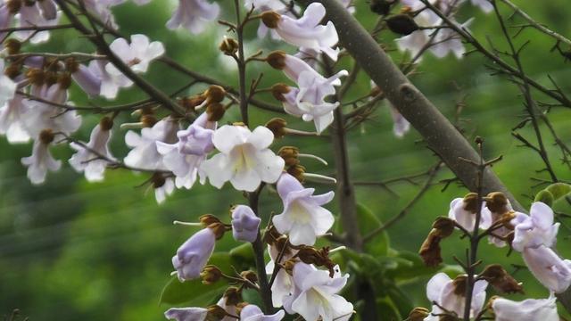 泡桐花的花语和寓意是什么？泡桐花象征着什么含义？