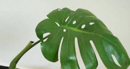 龟背竹怕冷还是怕热？如何正确养护？