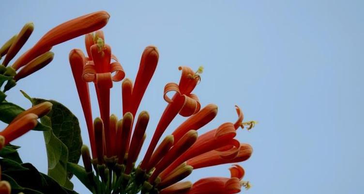 炮仗花的花语是什么？它真的象征着喜庆吗？