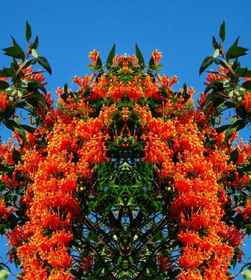 炮仗花的花语是什么？它真的象征着喜庆吗？