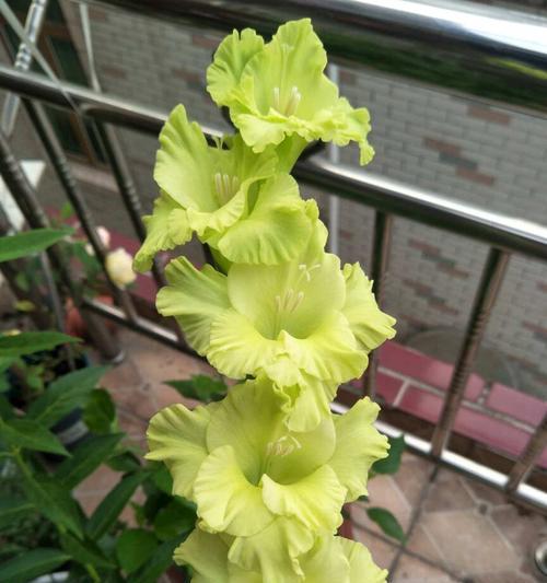 朋友间送花的含义是什么？各种花的寓意有哪些？
