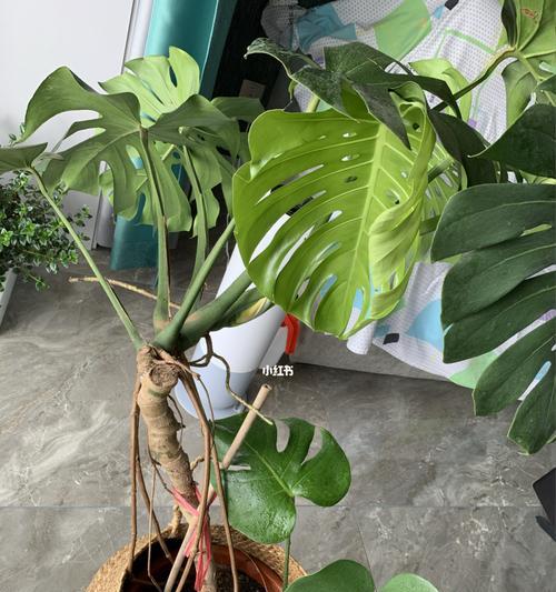 龟背竹换盆的最佳时机是什么时候？换盆后需要注意什么？