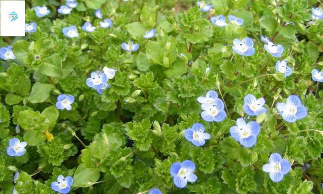 婆婆纳的花语是什么？了解婆婆纳的象征意义和用途？